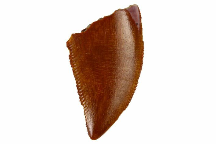 Serrated, Raptor Tooth - Real Dinosaur Tooth #115841